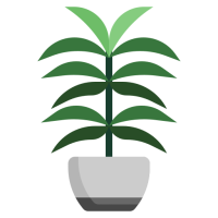 palmier