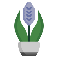jacinthe