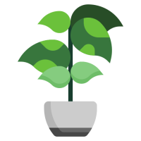 pothos-dore