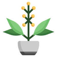 acacia