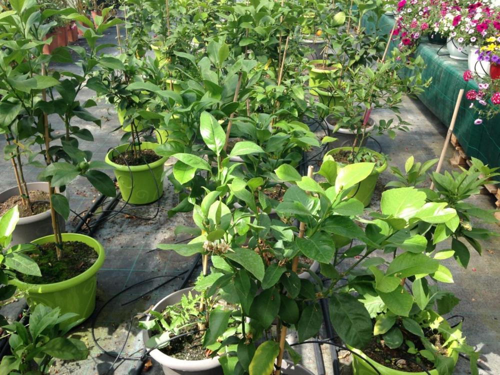plants de légumes (1)
