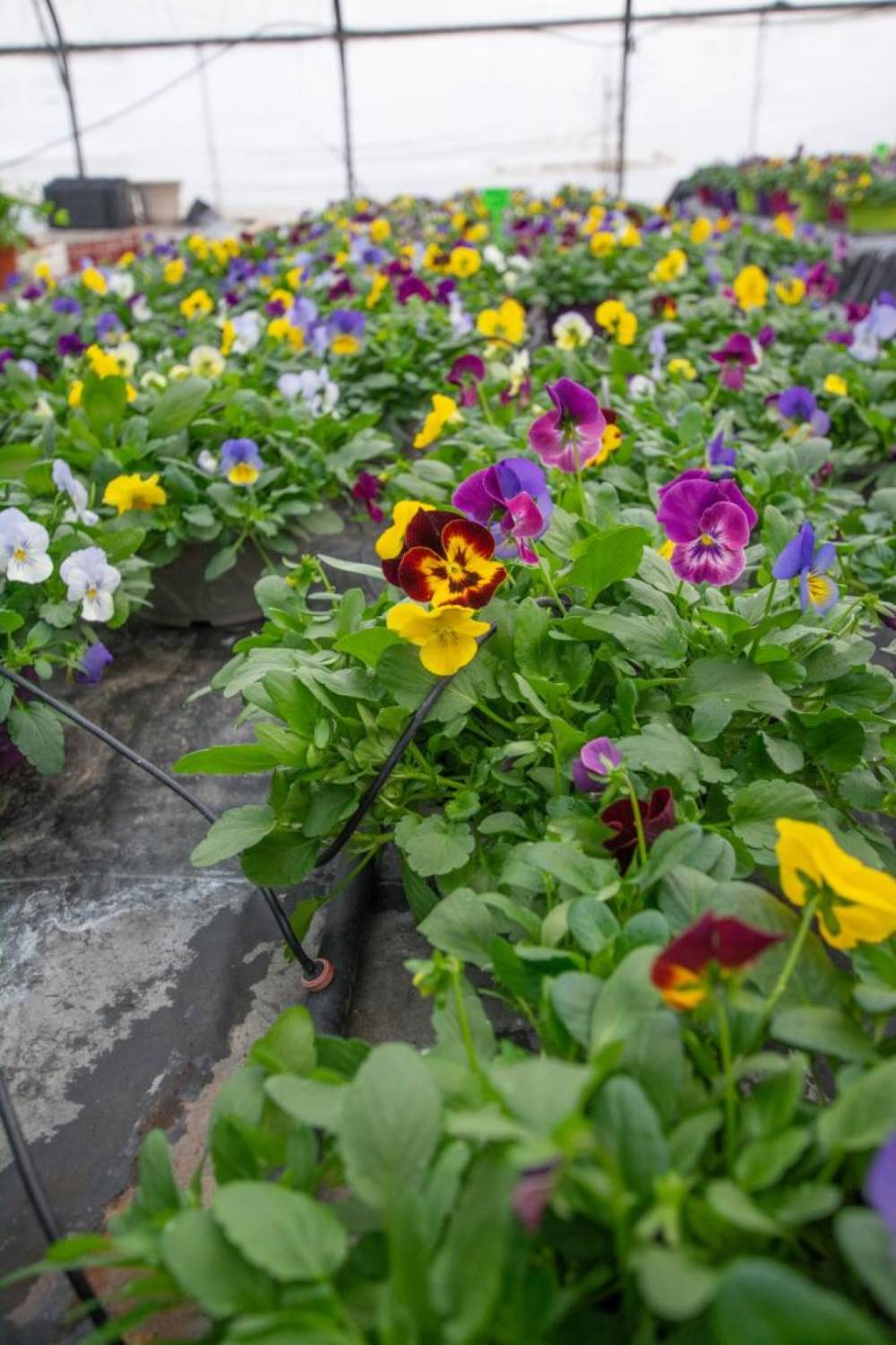 Saulou fleuri fleurs (1)