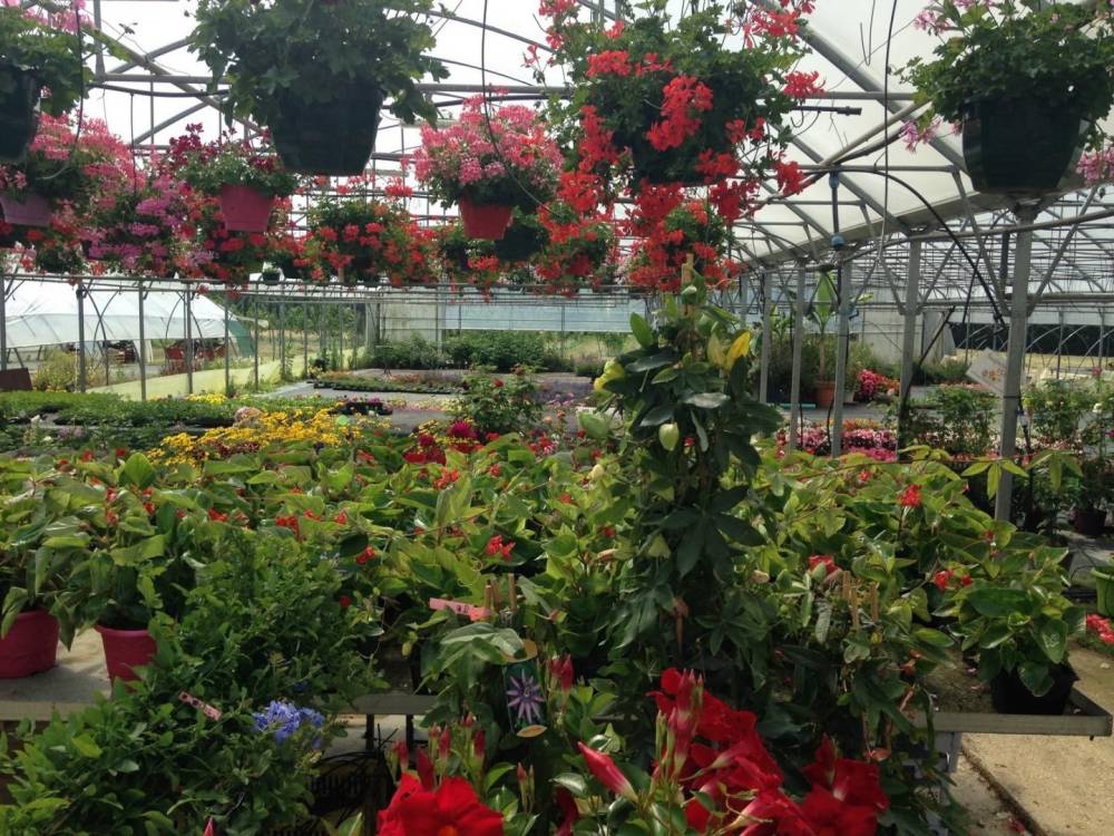 Saulou fleuri fleurs (1)