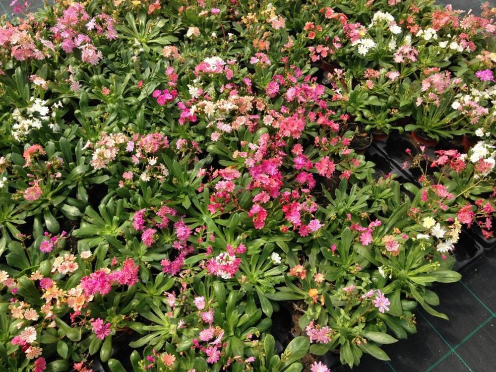 Saulou fleuri fleurs (2)