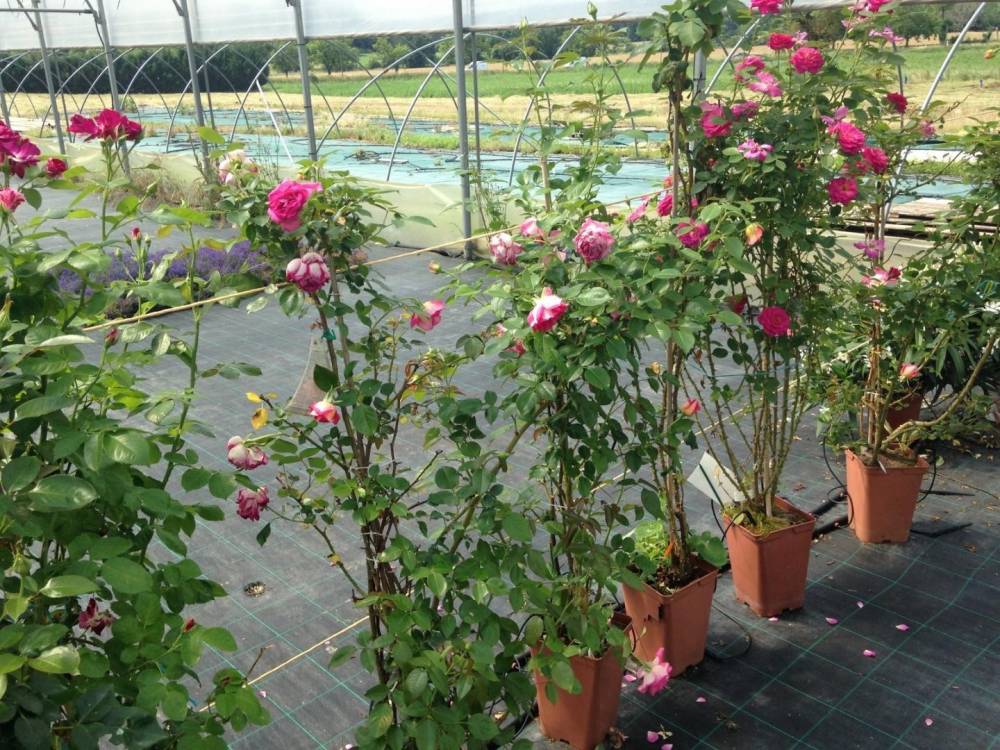 Saulou fleuri fleurs (3)