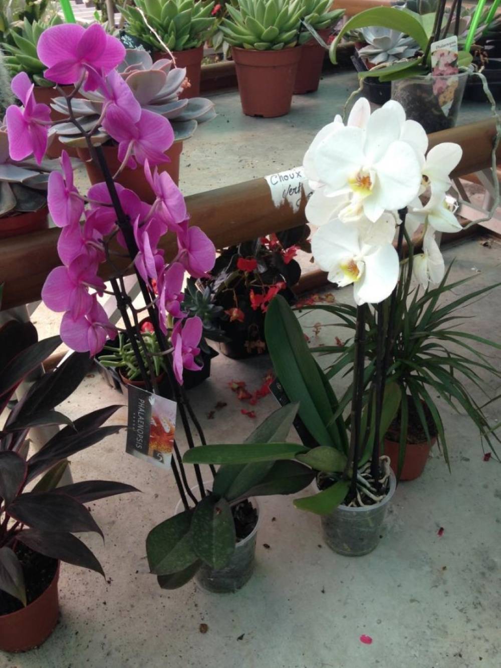Saulou fleuri fleurs (4)
