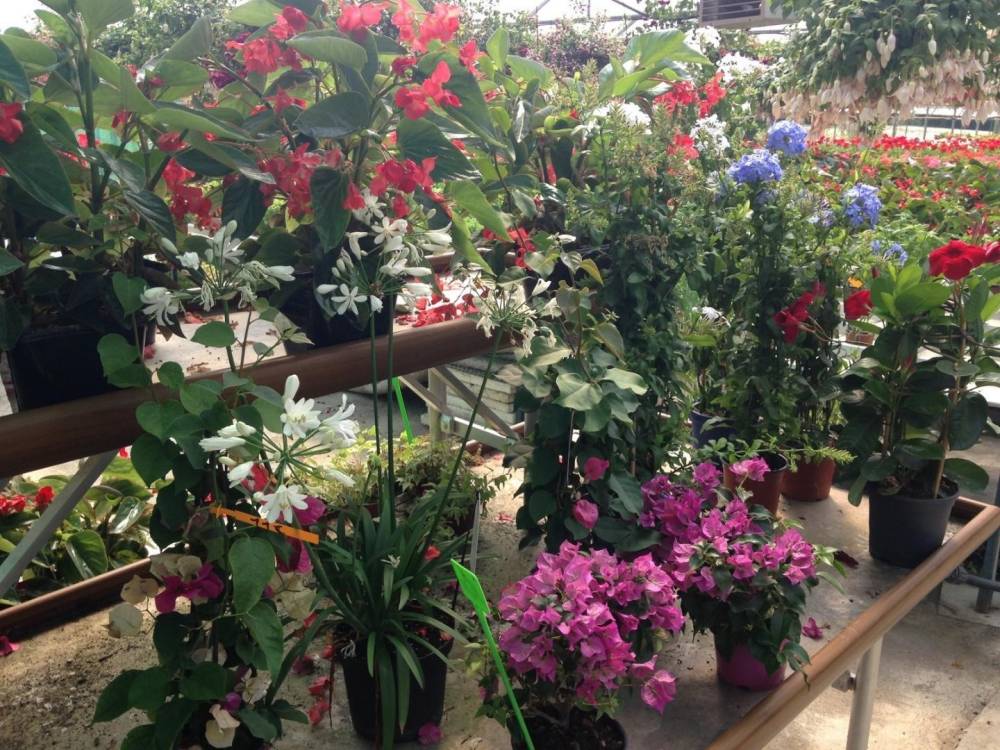 Saulou fleuri fleurs (5)