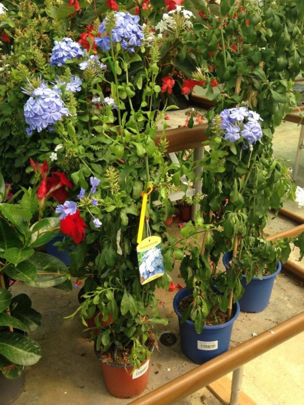 Saulou fleuri fleurs (6)