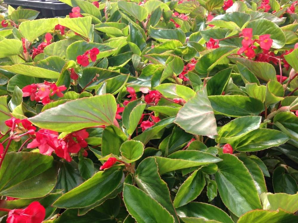 Saulou fleuri fleurs (8)