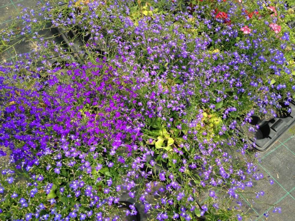 Saulou fleuri fleurs (11)