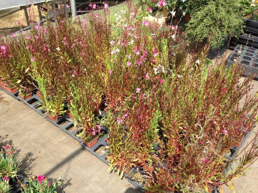 Saulou fleuri fleurs (12)