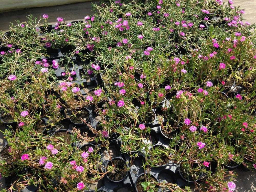 Saulou fleuri fleurs (15)