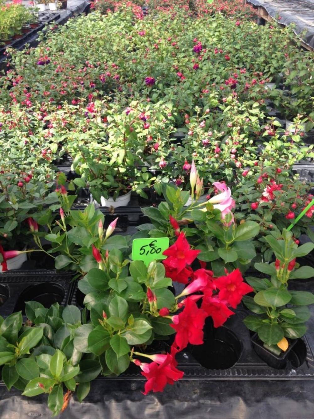 Saulou fleuri fleurs (16)