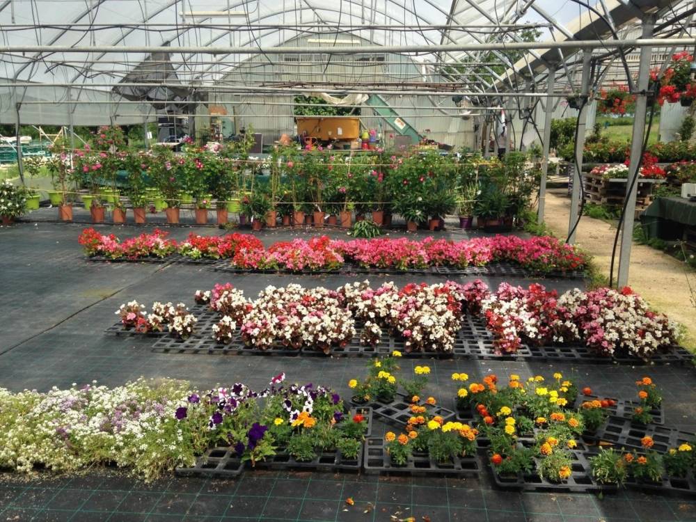 Saulou fleuri fleurs (18)