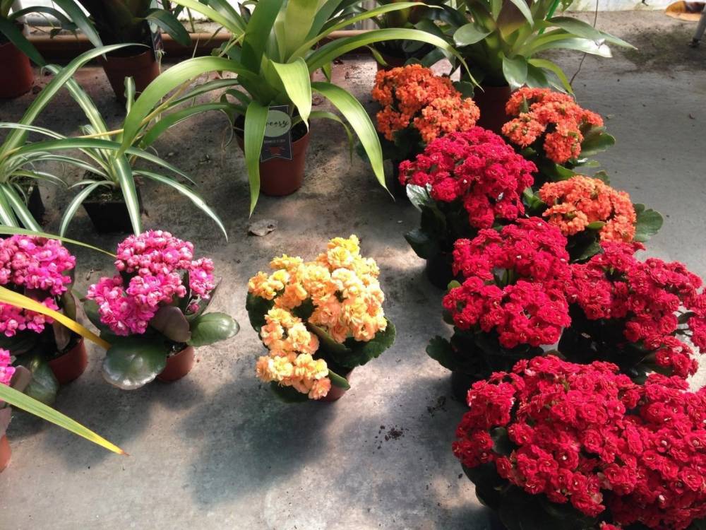 Saulou fleuri fleurs (19)