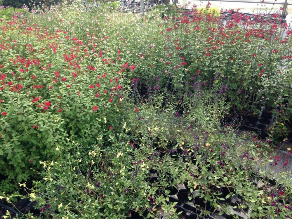 Saulou fleuri fleurs (20)