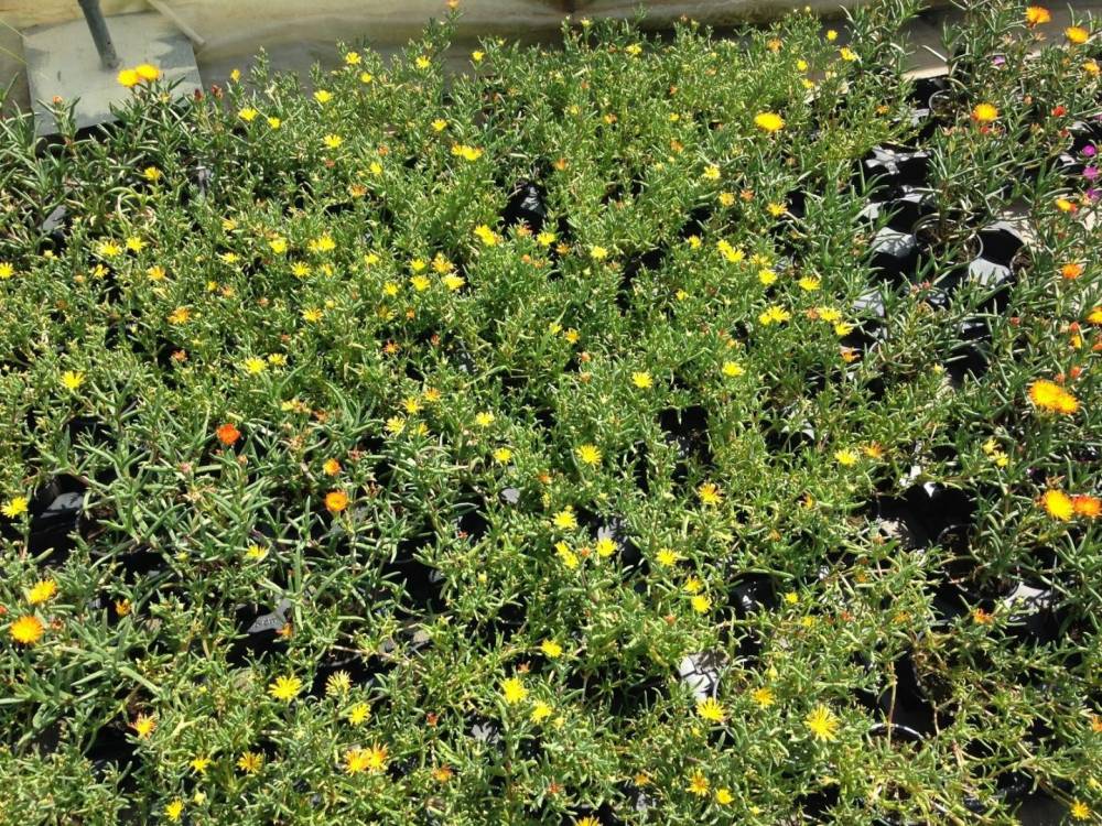 Saulou fleuri fleurs (21)