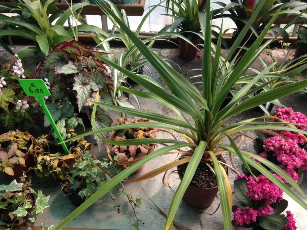 Saulou fleuri fleurs (23)