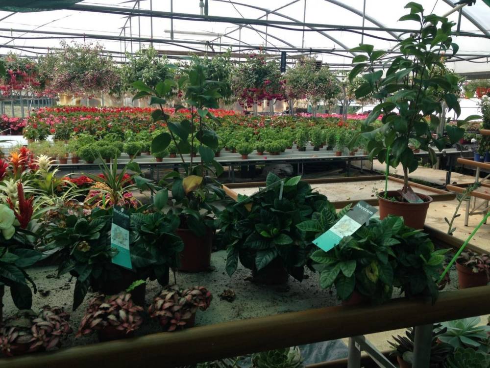 Saulou fleuri fleurs (24)