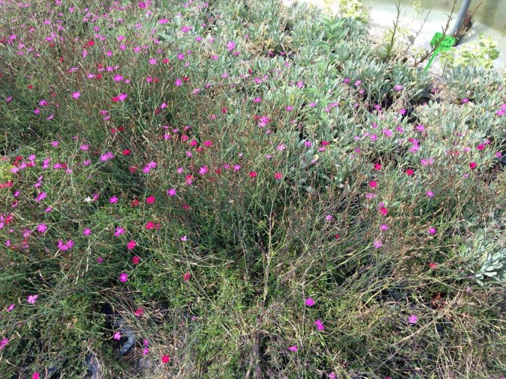 Saulou fleuri fleurs (25)