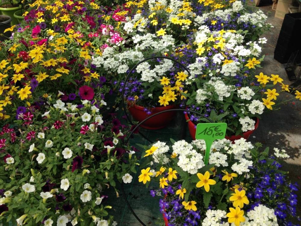 Saulou fleuri fleurs (26)