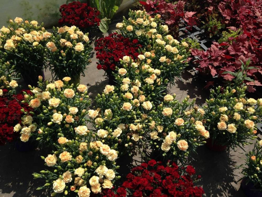 Saulou fleuri fleurs (28)