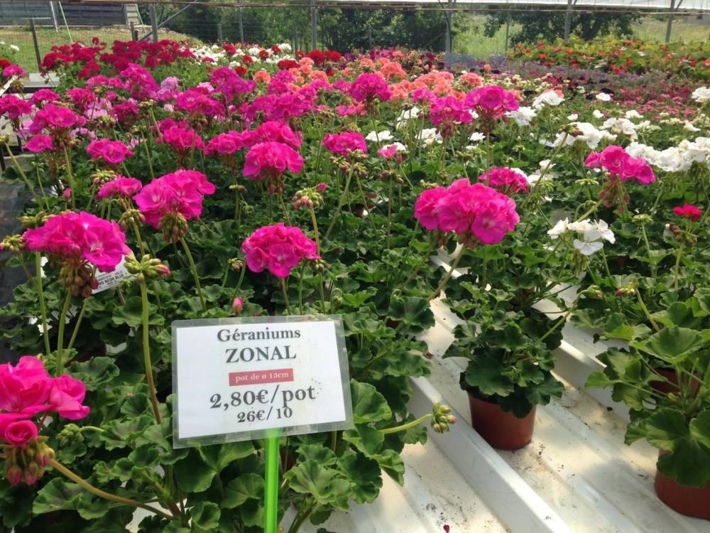 Saulou fleuri fleurs (30)
