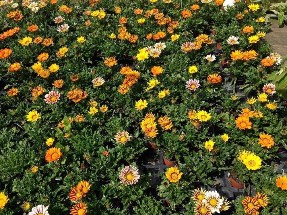 Saulou fleuri fleurs (32)