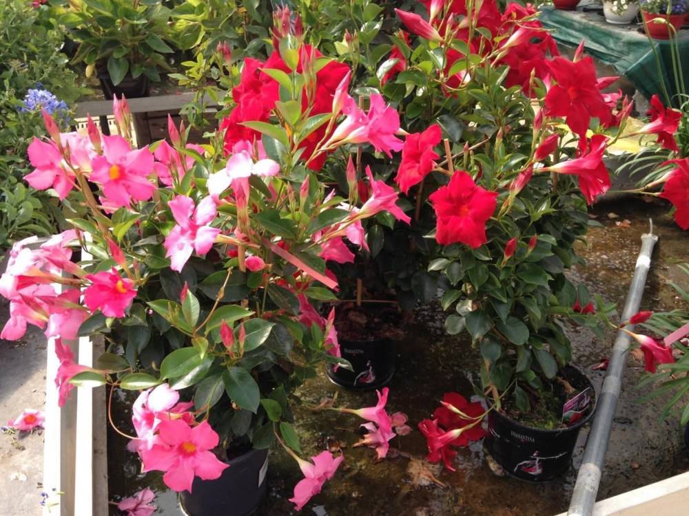 Saulou fleuri fleurs (34)