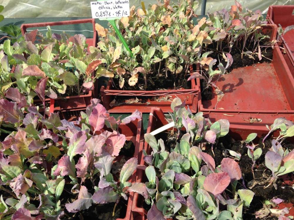 Saulou Fleuri Plants (1)
