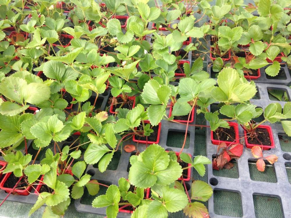Saulou Fleuri Plants (2)