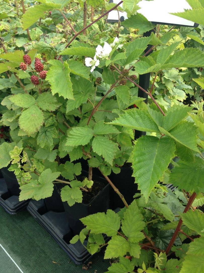 Saulou Fleuri Plants (3)