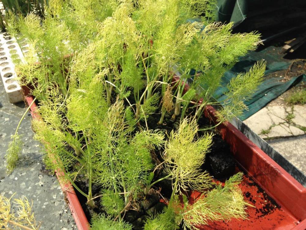 Saulou Fleuri Plants (4)