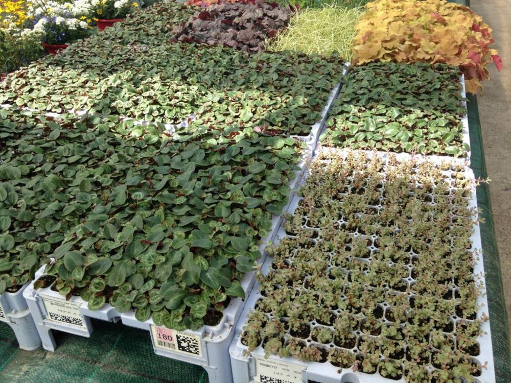 Saulou Fleuri Plants (5)
