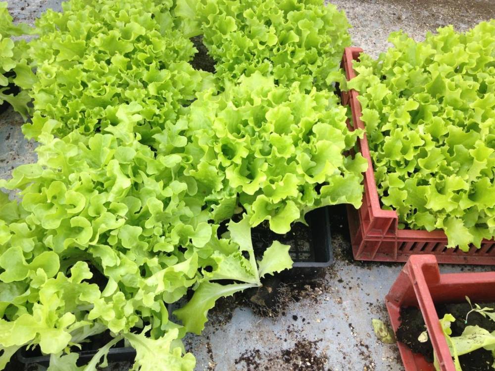 Saulou Fleuri Plants (7)
