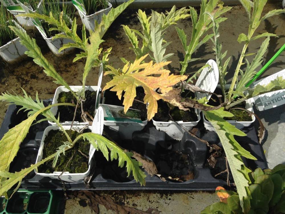 Saulou Fleuri Plants (8)
